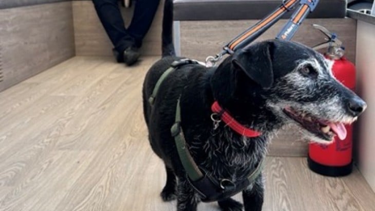 Community events - Sandy - dog