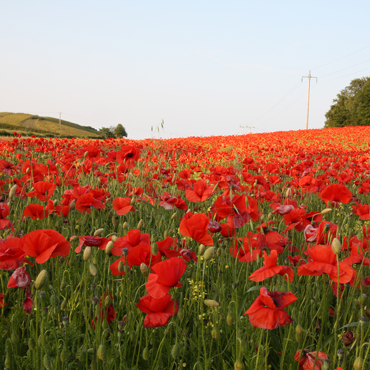 Poppy field near Greenside