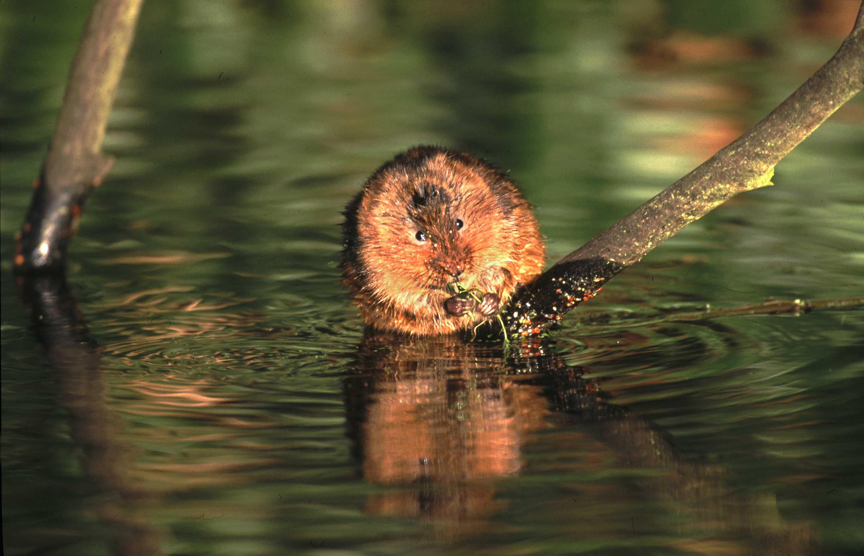 vole on twig in water